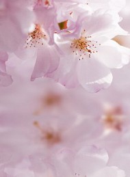 blomster - Bagside