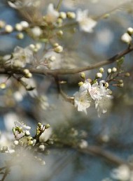natur