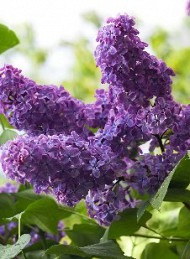 blomster