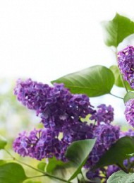 blomster - Bagside