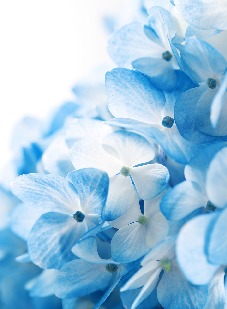 blomster