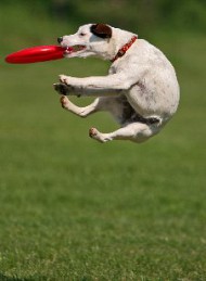 hund