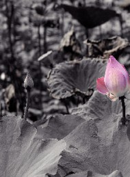 blomster - Bagside