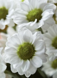 blomster