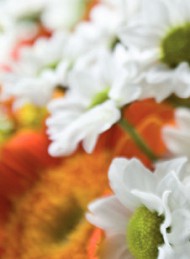 blomster - Bagside