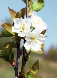 natur