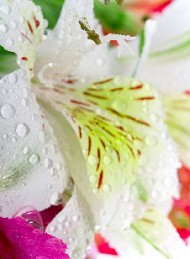 blomster
