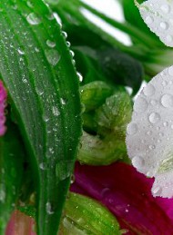 blomster - Bagside