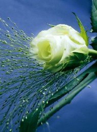 blomster
