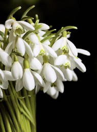 blomster