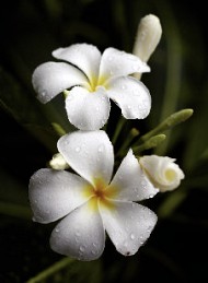 blomster