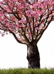 natur