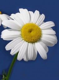 blomster