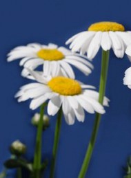 blomster - Bagside
