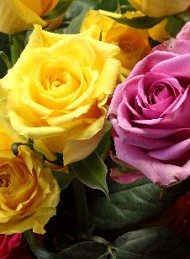 blomster - Bagside