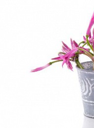 blomster - Bagside