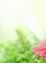 blomster - Bagside