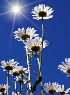 blomster