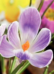 blomster