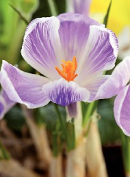 blomster - Bagside