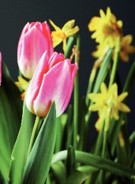 tulipan