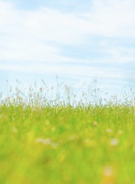 I dagens anledning - Bagside