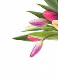 I dagens anledning - Bagside