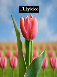 Tillykke
