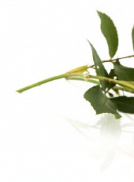 God bedring - Bagside