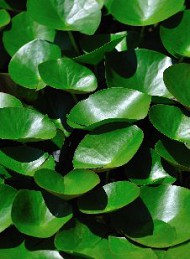 Jeg savner dig - Bagside