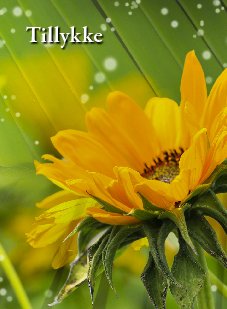 Tillykke