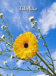 Tillykke
