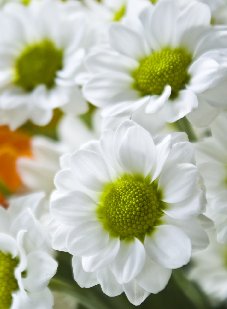 Neutral