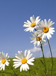 neutral