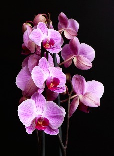blomster