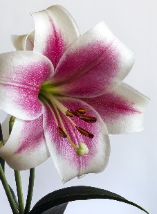 neutral