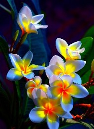 blomster