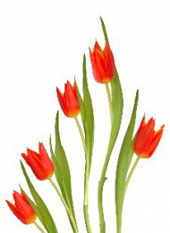 blomster