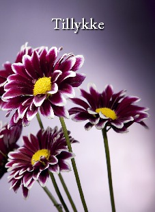 tillykke