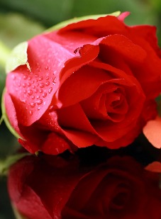 Jeg elsker dig - Bagside