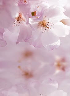 Jeg elsker dig - Bagside