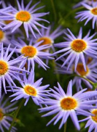 blomster