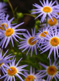 blomster - Bagside