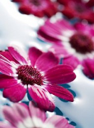 blomster
