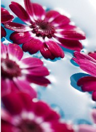 blomster - Bagside