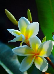 blomster