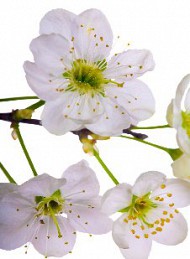 blomster