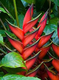 blomster