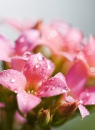 blomster