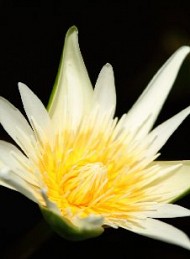 blomster
